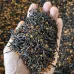 Wuyi Mountain "Gui Hua Zheng Shan Xiao Zhong" or "Osmanthus Lapsang Souchong" Black Tea